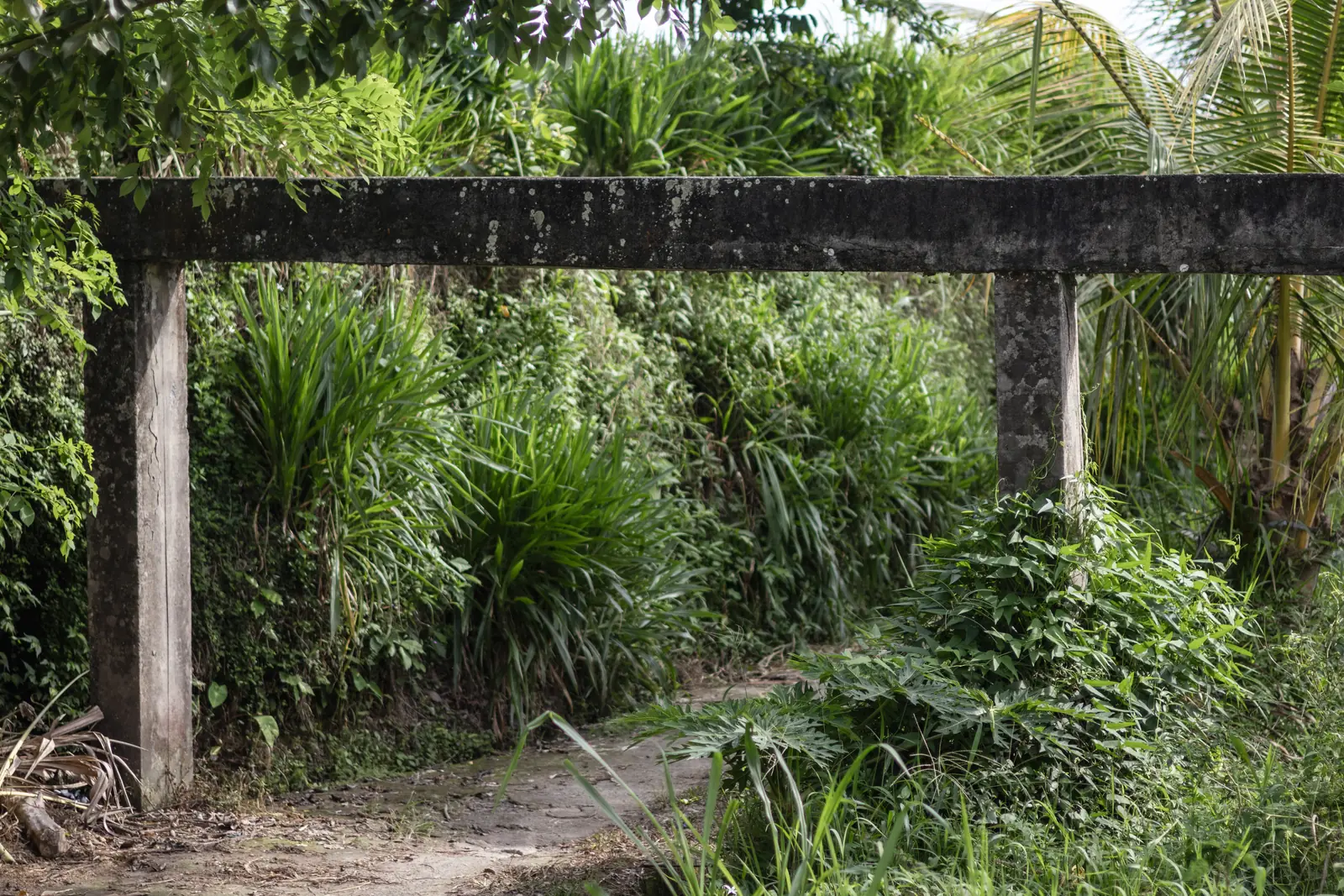 Saluran air beton yang ditopang tiang melintasi jalur tanah di antara vegetasi Subak Tegalalang
