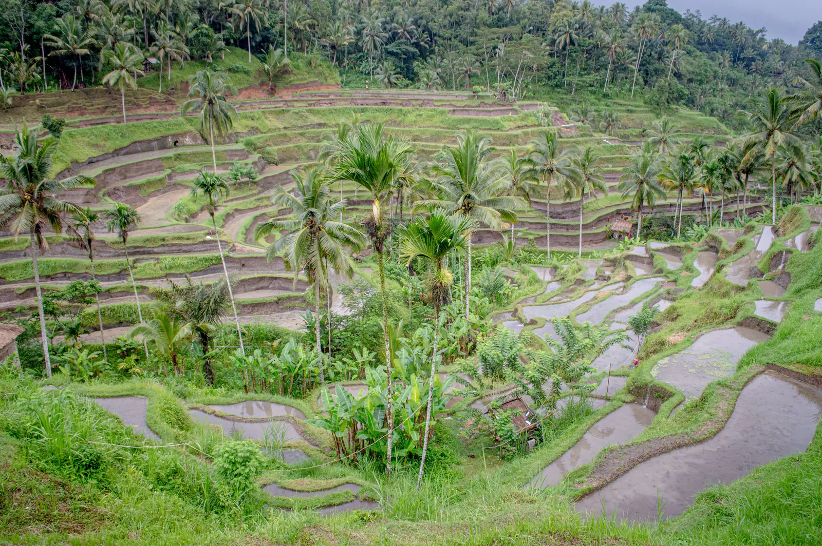 Petak sawah bertingkat berisi air dan rumpun padi, diselingi pohon kelapa di Tegallalang
